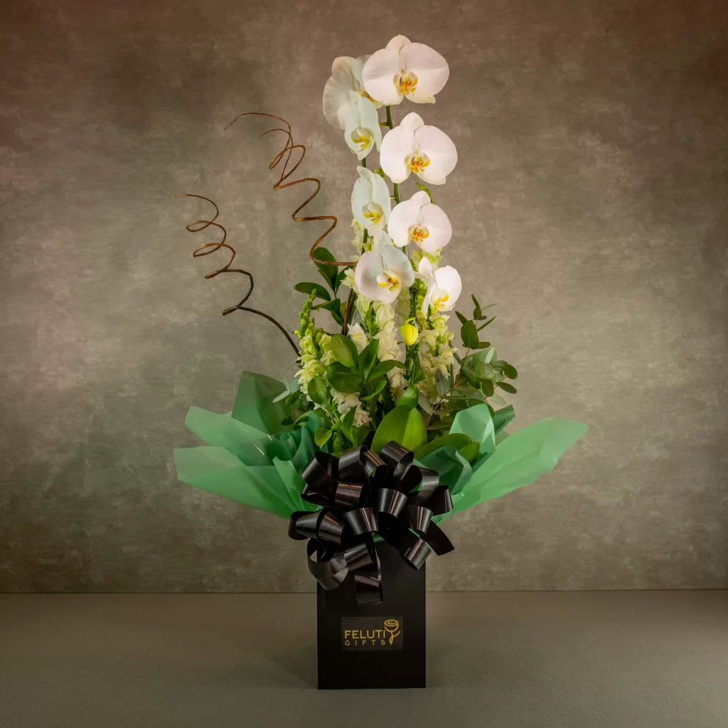 Orquídea Phaleanopsis IV