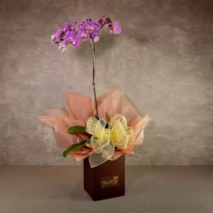Orquidea Phaleanopsis lilás