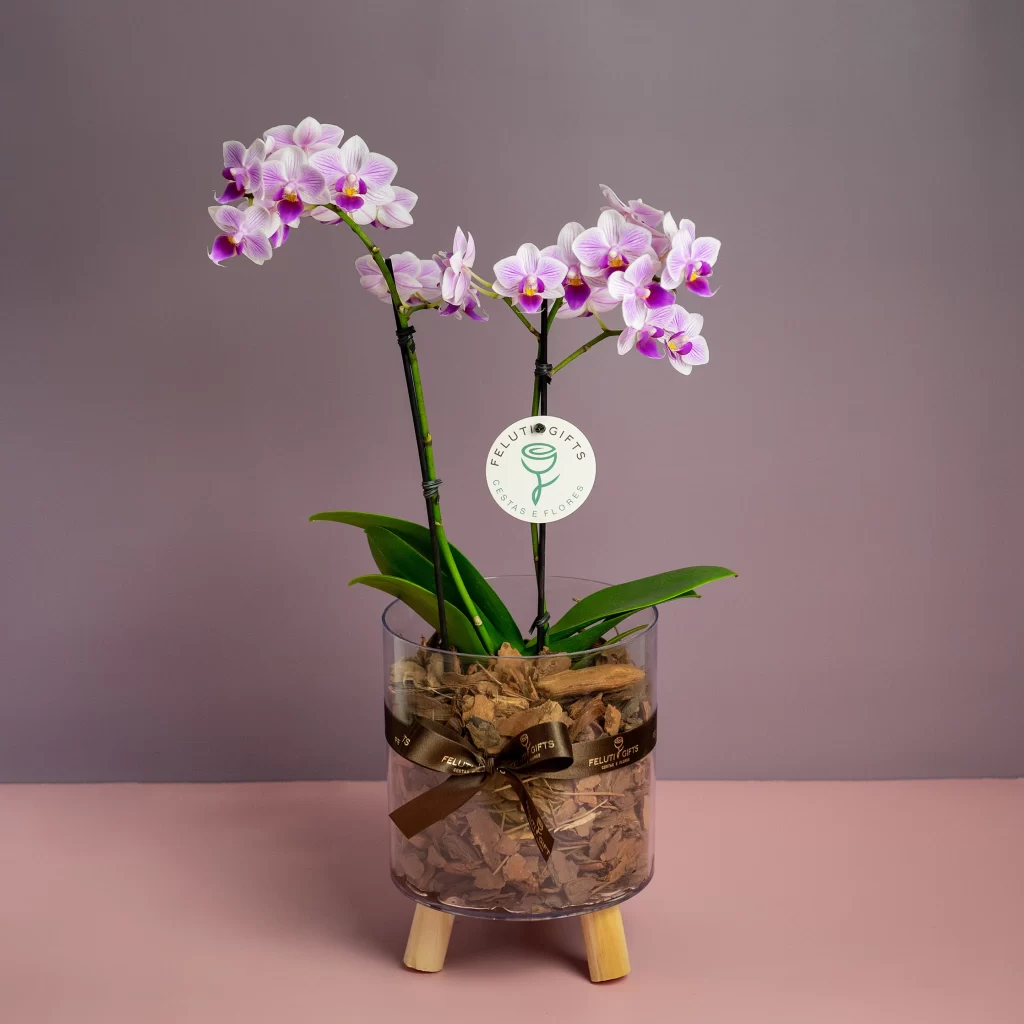 Mini Orquídea Phaleanopsis