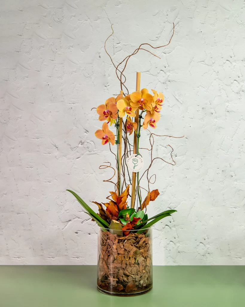 Orquídea Phaleanopsis Cachepô de Vidro