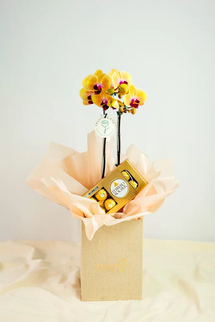 Orquídea Phaleanopsis II